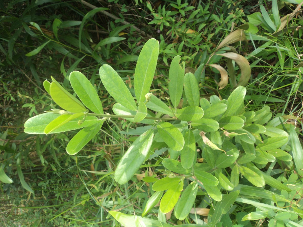 Clitoria laurifolia Poir.